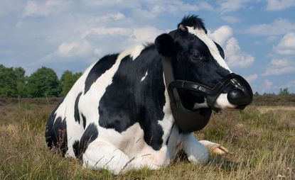 Cow wearing black neck brace