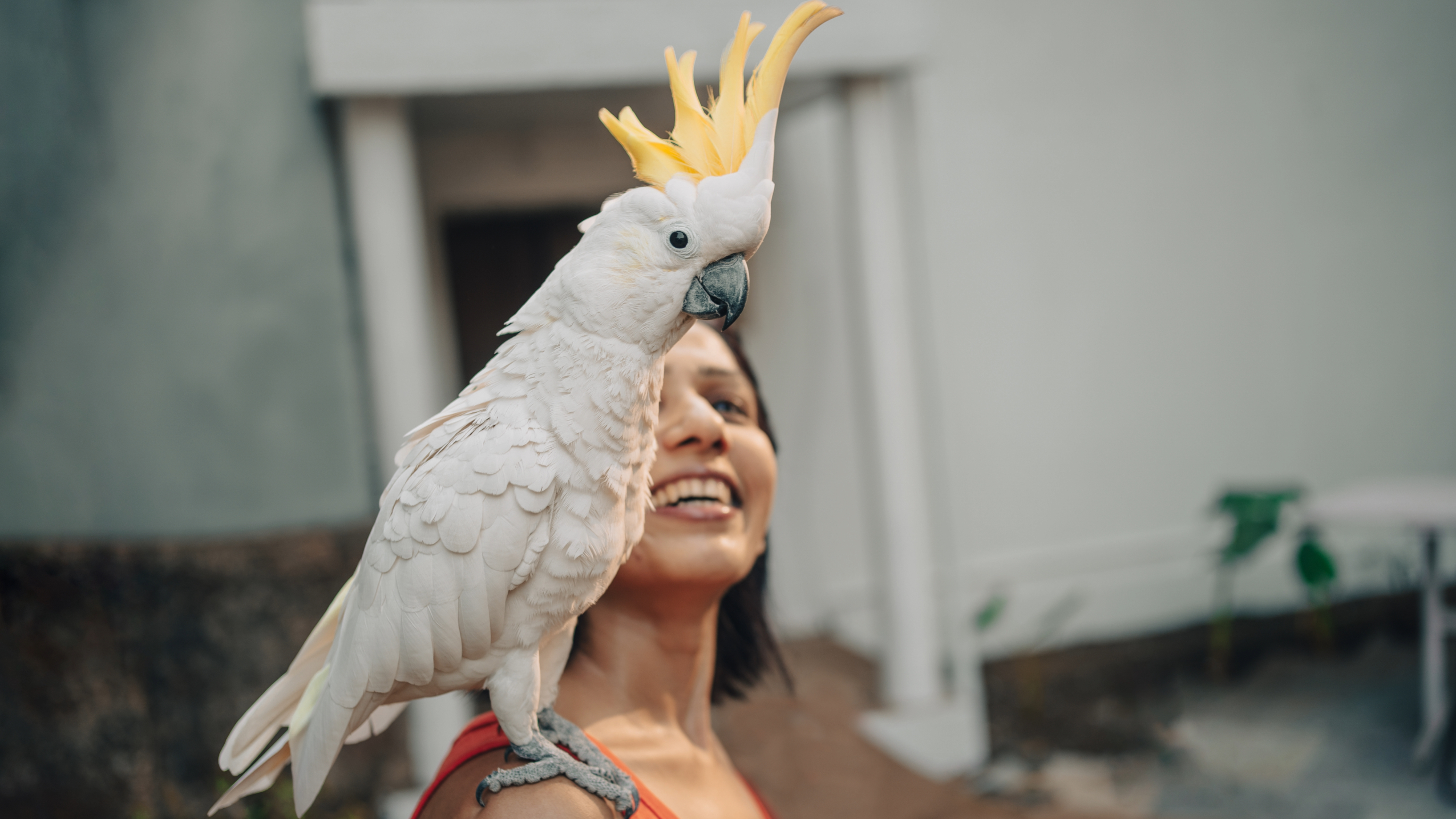 Cockatoo perched on woman's shoulder