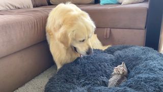 Bailey the Golden Retriever looking at tabby kitten in blue dog bed