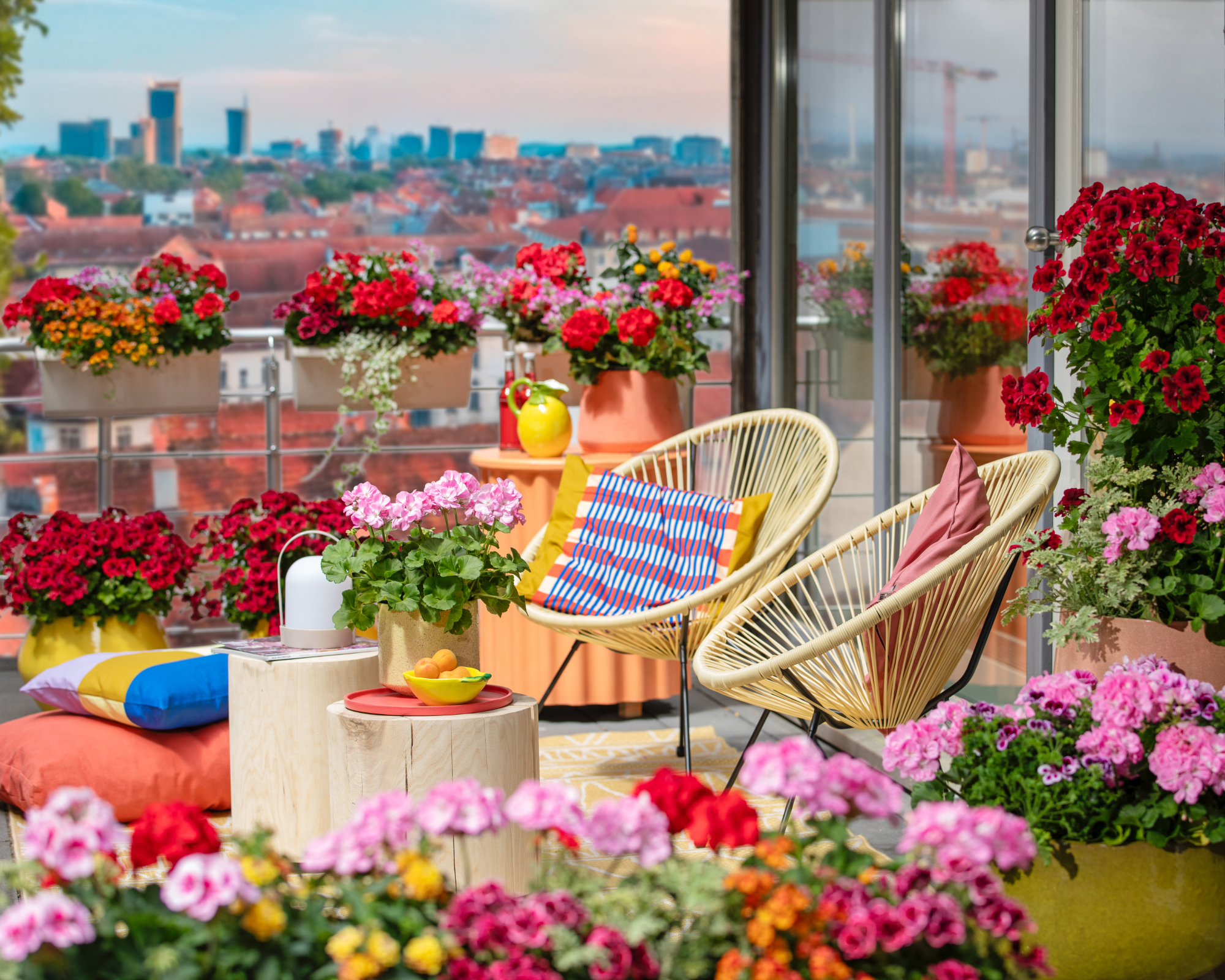 Bright pelargoniums planted in a city balcony garden