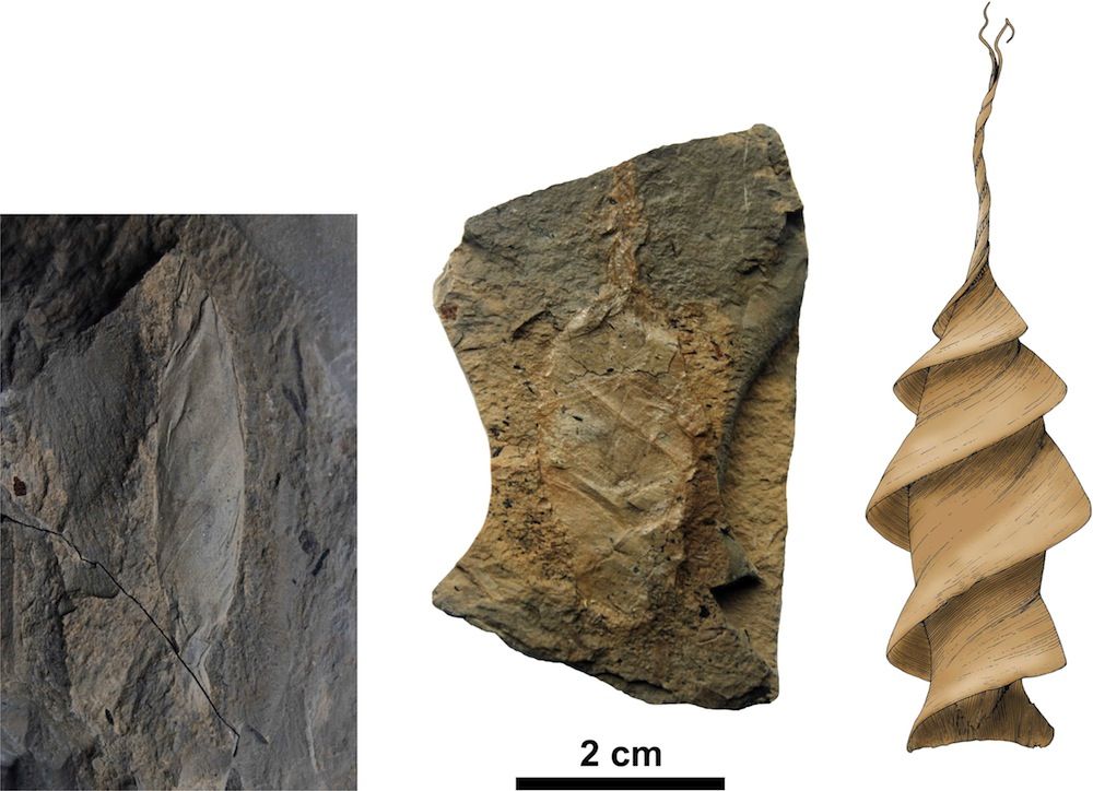 Ancient egg. Геопарк Мадыген. Мадыгенская формация. Формация Мадыген фото. Corbiculina ferganensis.