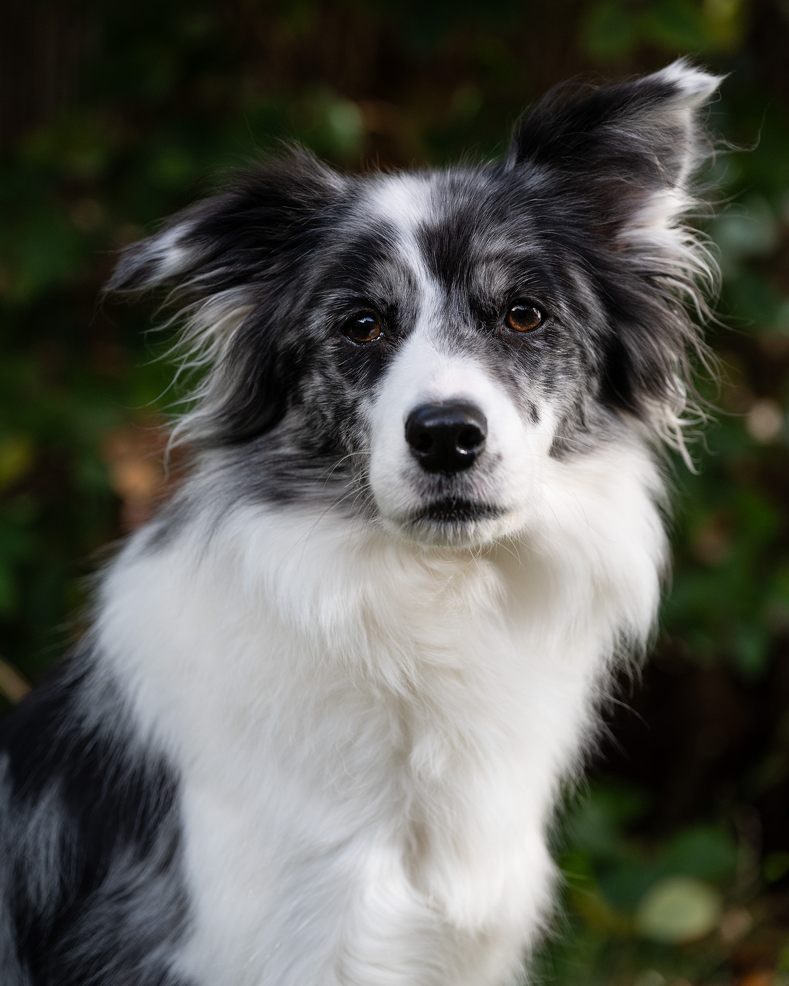 Pet portrait of very cute-looking border collie dog