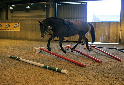 Trotting over raised poles
