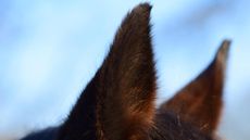 Ears.jpg