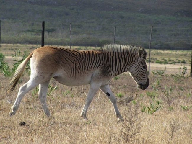 are zebras white with black stripes