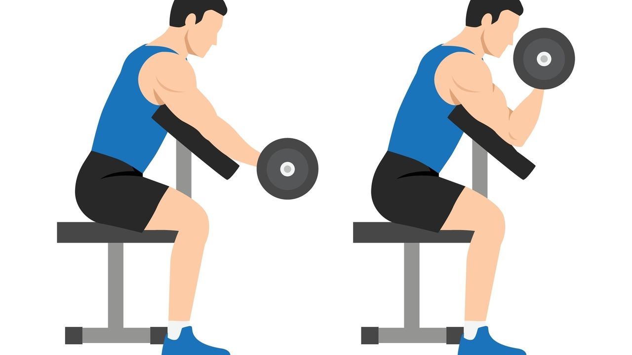 Vector of male performing preacher curls using dumbbells