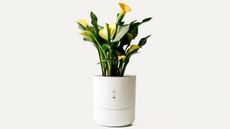 Leafypod self-watering plant pot