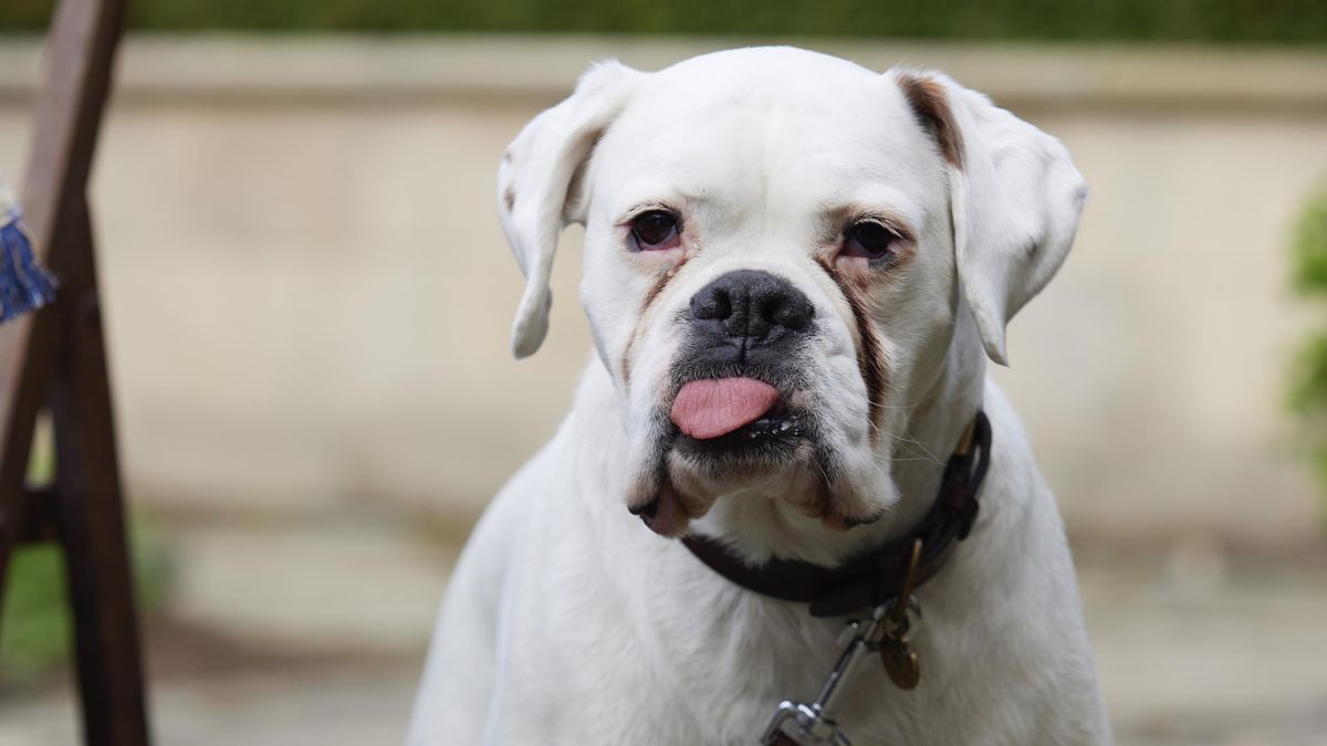All Creatures getting new star: Cedric the trumping dog! | What to Watch