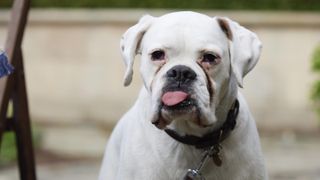 A white boxer dog Cedric stands with its tongue out in All Creatures Great and Small.