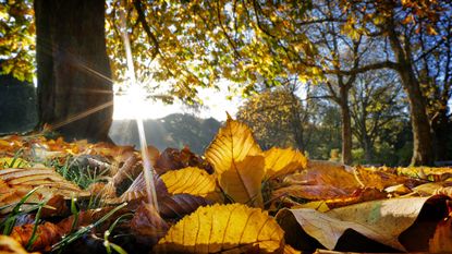 Autumn leaves