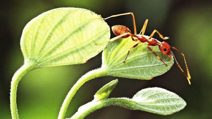A red ant on a leaf