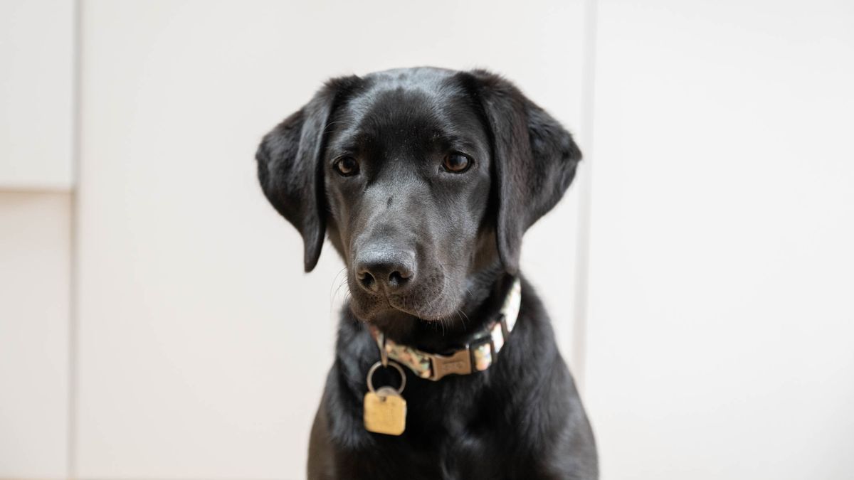 Nikon Z8 example image of a black puppy