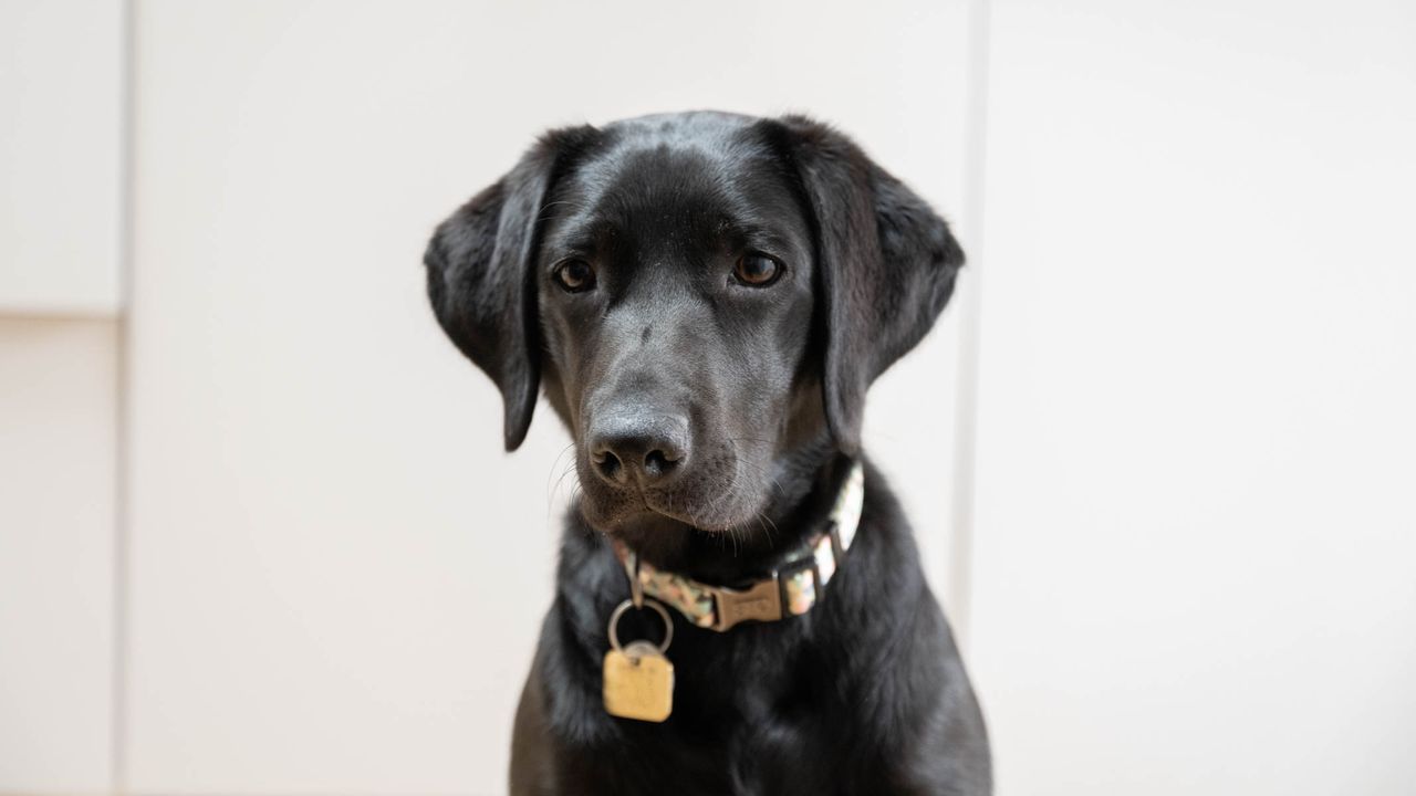 Nikon Z8 example image of a black puppy