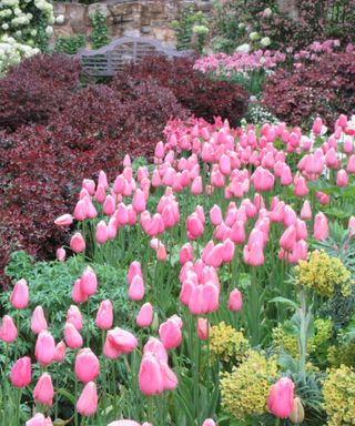 spring bulbs tulip 'menton' at Pashley Manor Garden