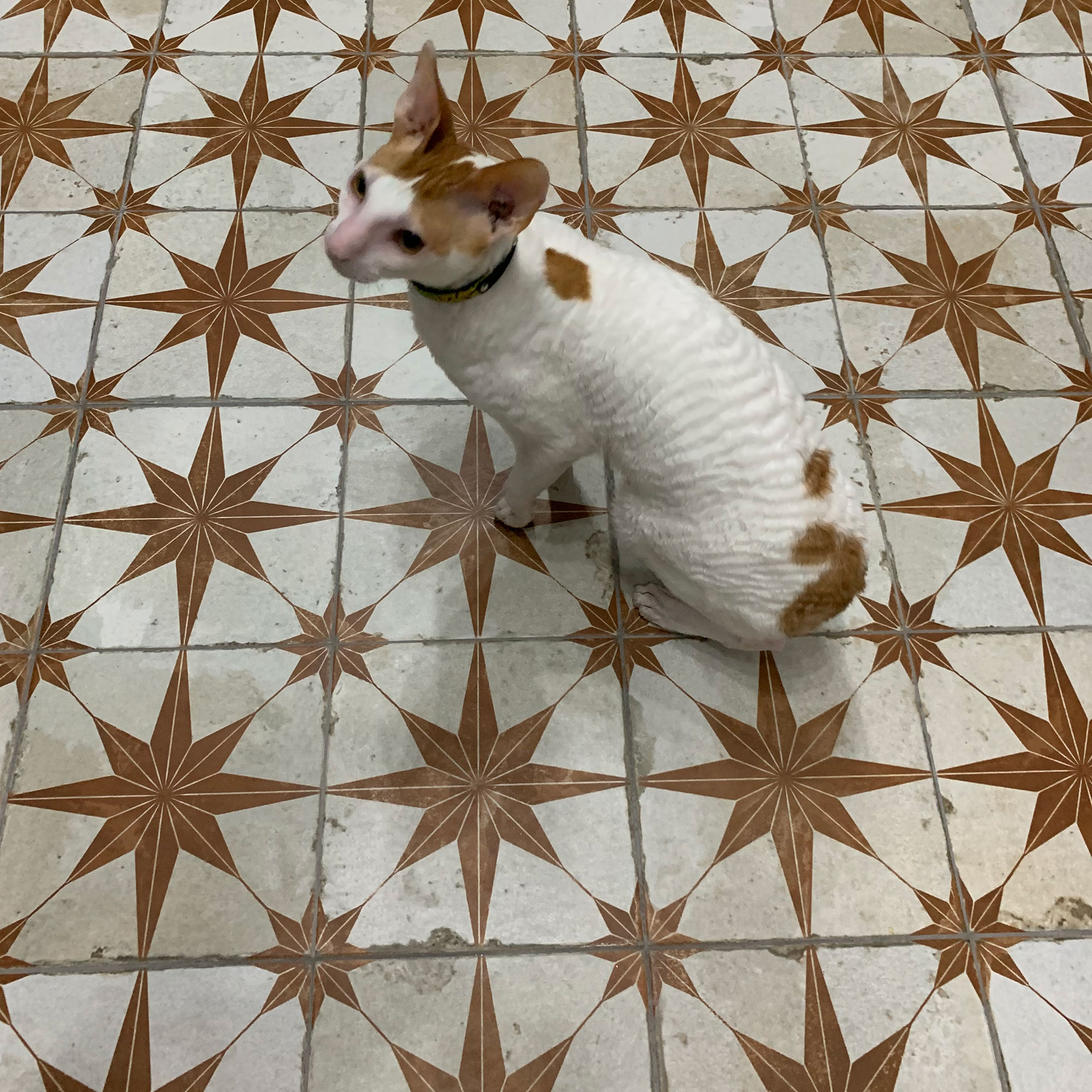 Cat sitting on brown and white aged tiles with star motif