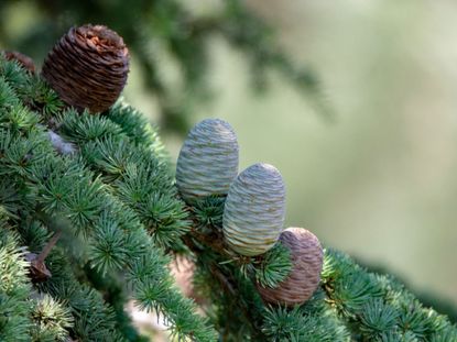 Deodar Cedar Tree With Seeds