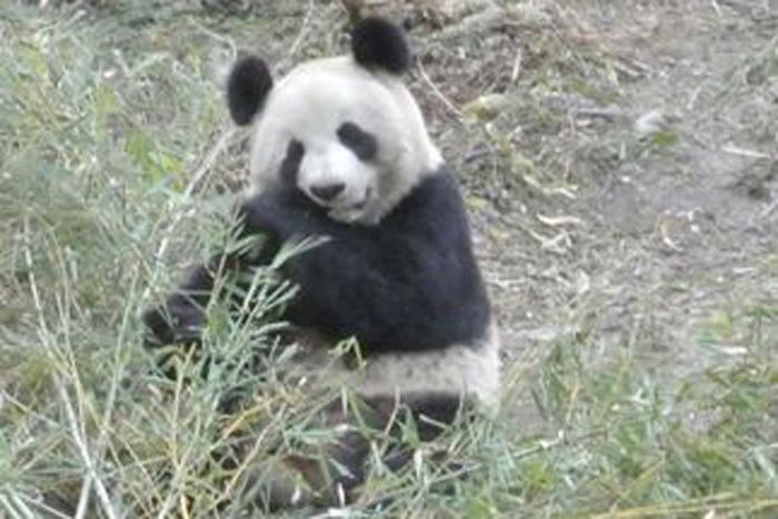 pandas and horses, eating