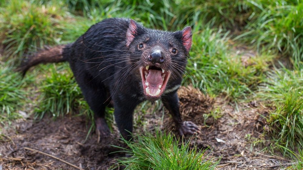 Tasmanian devils are the largest carnivorous marsupials in the world.