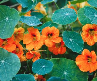 nasturtium plants with orange blooms