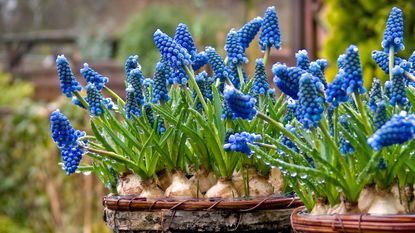 Potted hyacinths