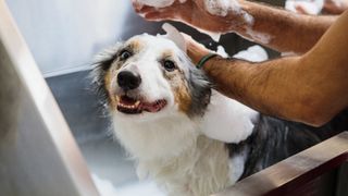 Is it ok to use shop baby shampoo on a dog