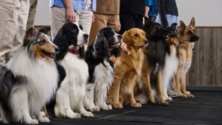 Dogs being trained