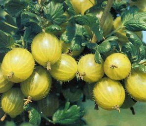 gooseberries