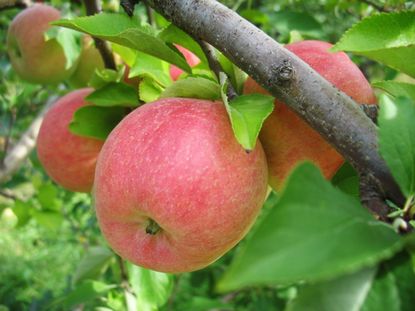 Gala Apple Tree