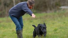 Gundog trainer with a whistle sending a labrador retriever for a retrieve