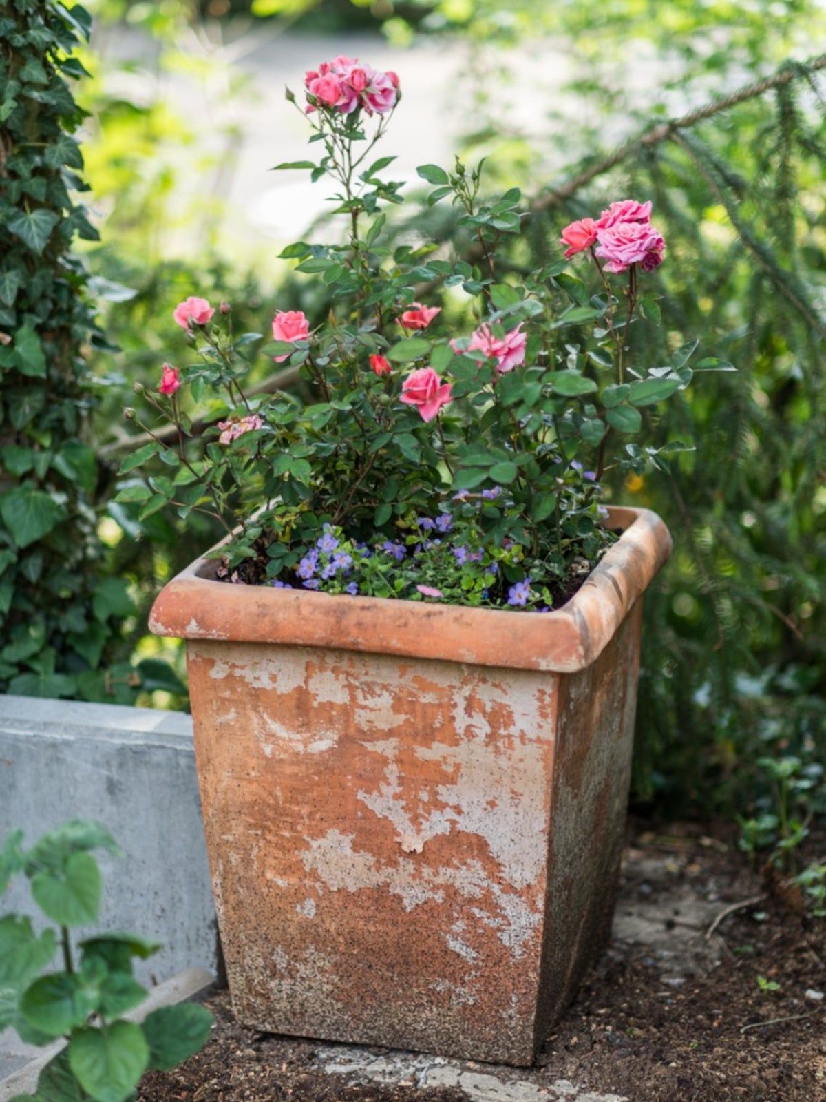 How to Plant and Grow Miniature Roses