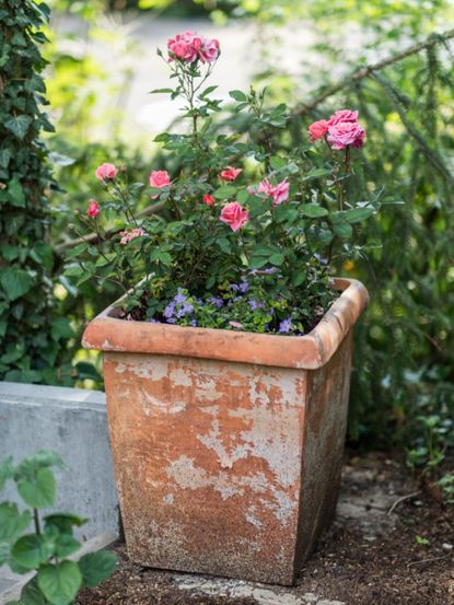 Potted Miniature Rose Plant