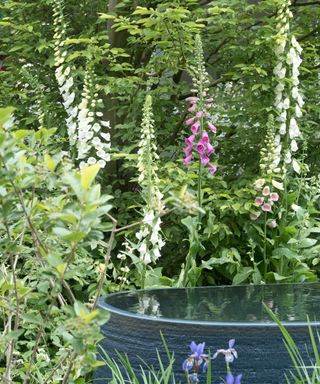foxgloves and water feature