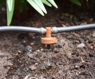 A drip irrigation head emitting water into the soil