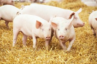 Stock photo of piglets.