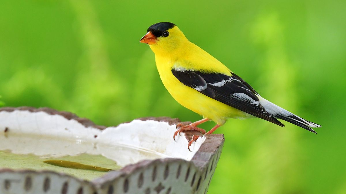 A Heatwave Can Spoil Bird Bath Water Fast – This Simple Copper Trick Keeps It Fresher for Longer