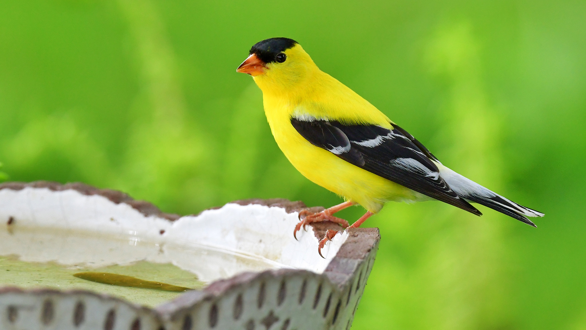 American goldfinch resting on the side of a bird bath in a garden