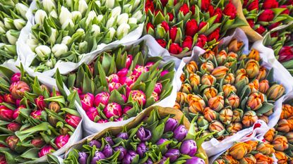 Natural foods, Flower, Plant, Local food, Flowering plant, Tulip, Spring, Fruit, Groundcover, Market, 