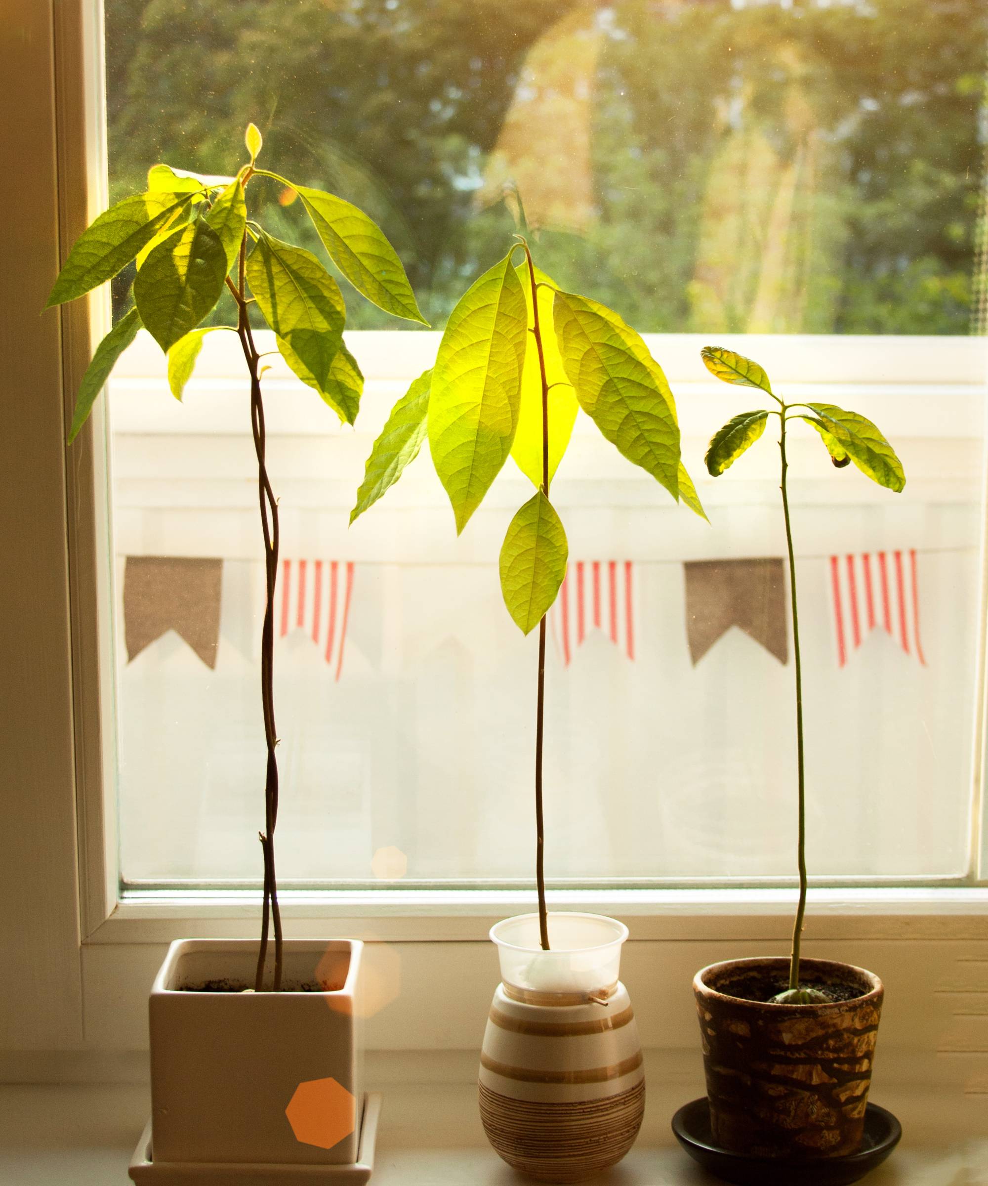 Avocado plants growing in windowsill