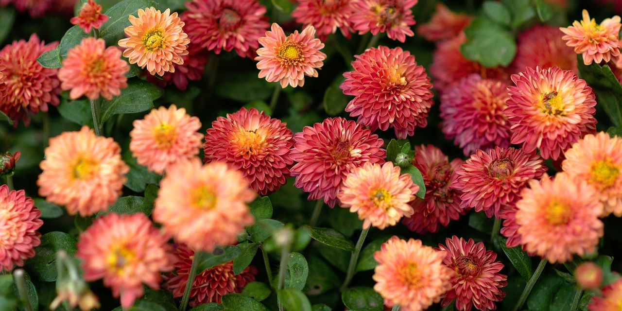 Orange red chrysanthemum flowers and leaves