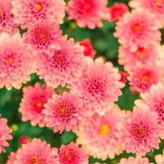 pink mum flowers