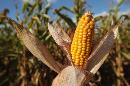 Ethanol from corn waste may be worse for the environment than gasoline