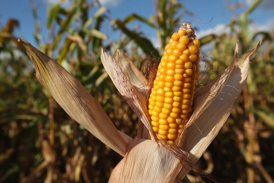 Ethanol from corn waste may be worse for the environment than gasoline