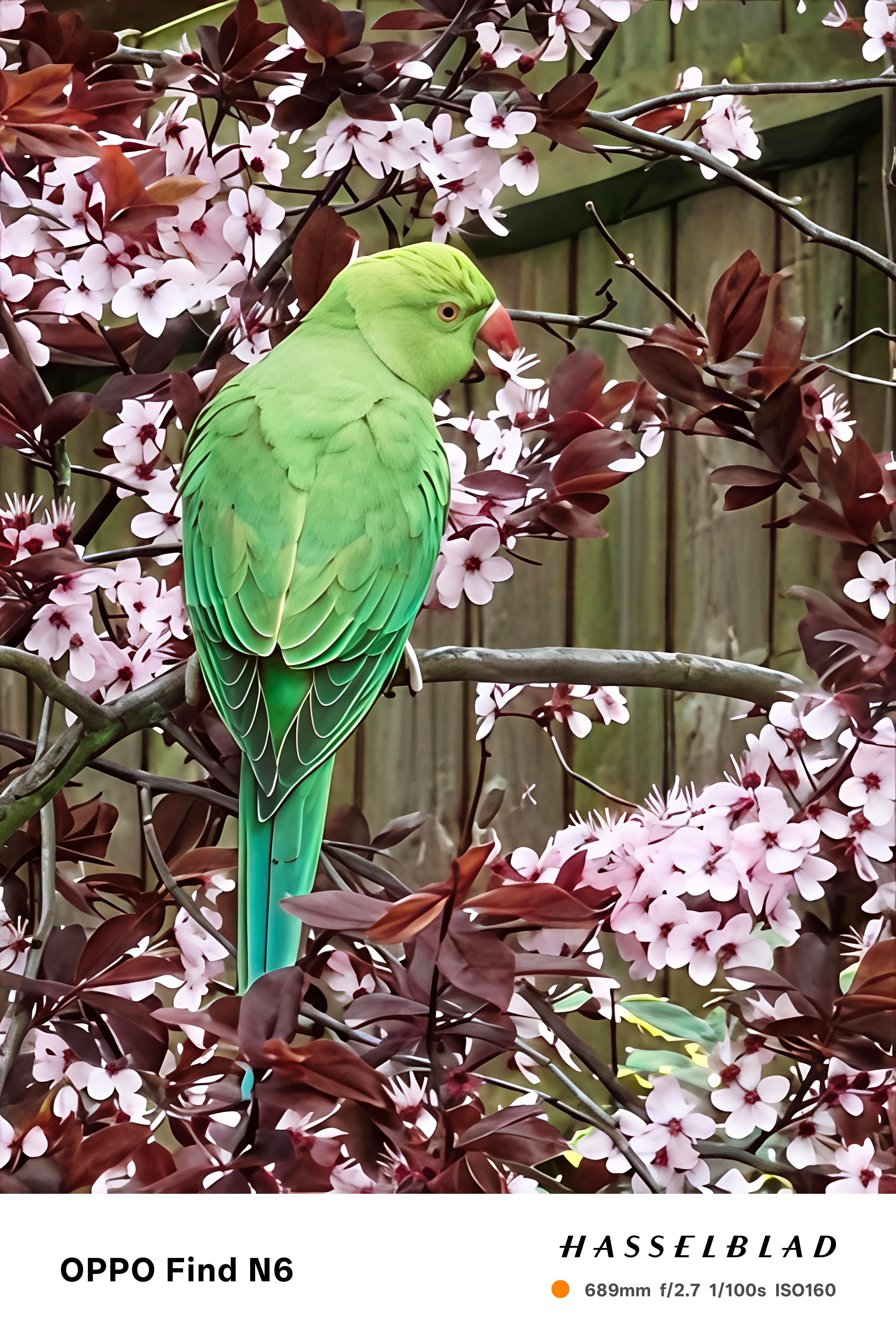 A vibrant telephoto shot of a bright green parakeet perched on a branch. The bird is surrounded by a dense cluster of light pink cherry blossoms and dark reddish-purple leaves, creating a high-contrast natural scene.