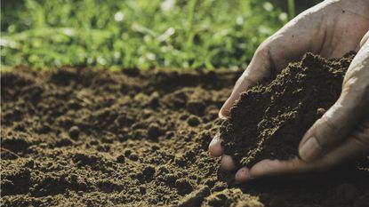 How to make soil more acidic