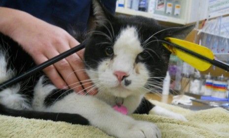 Max the cat who survived an arrow through his head is, surprisingly, not the first feline to experience such a brush with death.