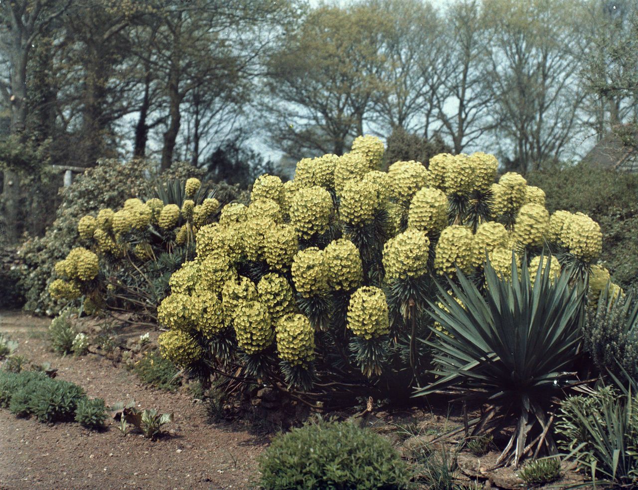 Munstead Wood garden