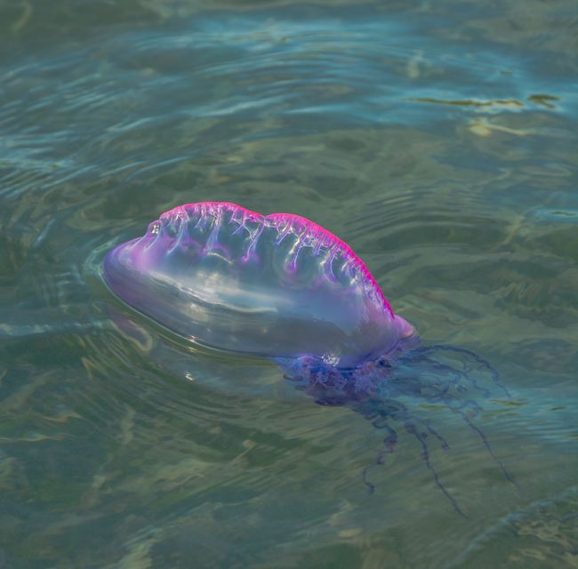 man of war jellyfish in water