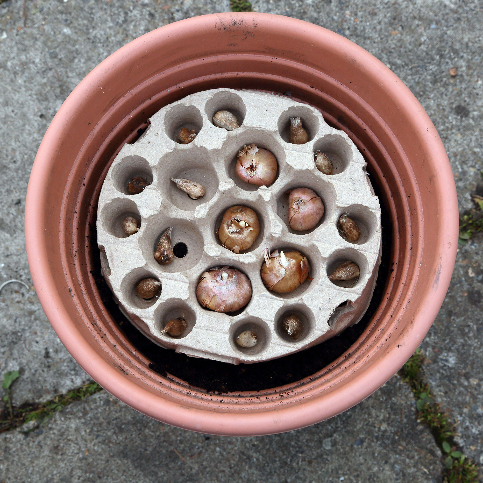 gladioli and fresia bulb in biodegradable bulb tray in a plant pot