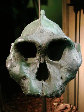 Paranthropus aethiopicus, human ancestor, missing link