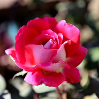 Garden Goods Direct Love Rose